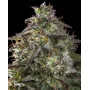 Auto Blueberry Cheesecake Feminised